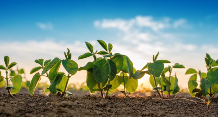 Small soybean plants growing in row in cultivated field